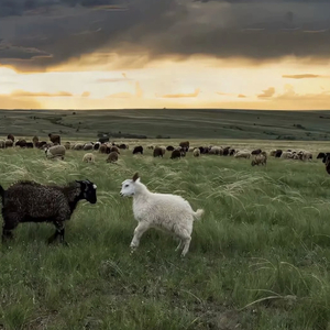 未亡人之木塔子
