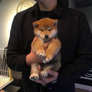 未亡人之木塔子
