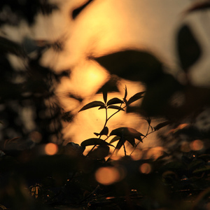 未亡人之木塔子
